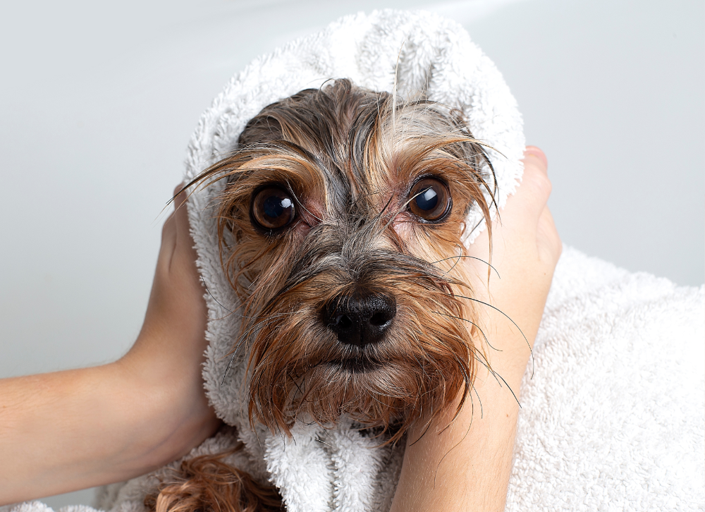 急がないことで、ワンちゃんへの負担を極力減らすケアが可能です。