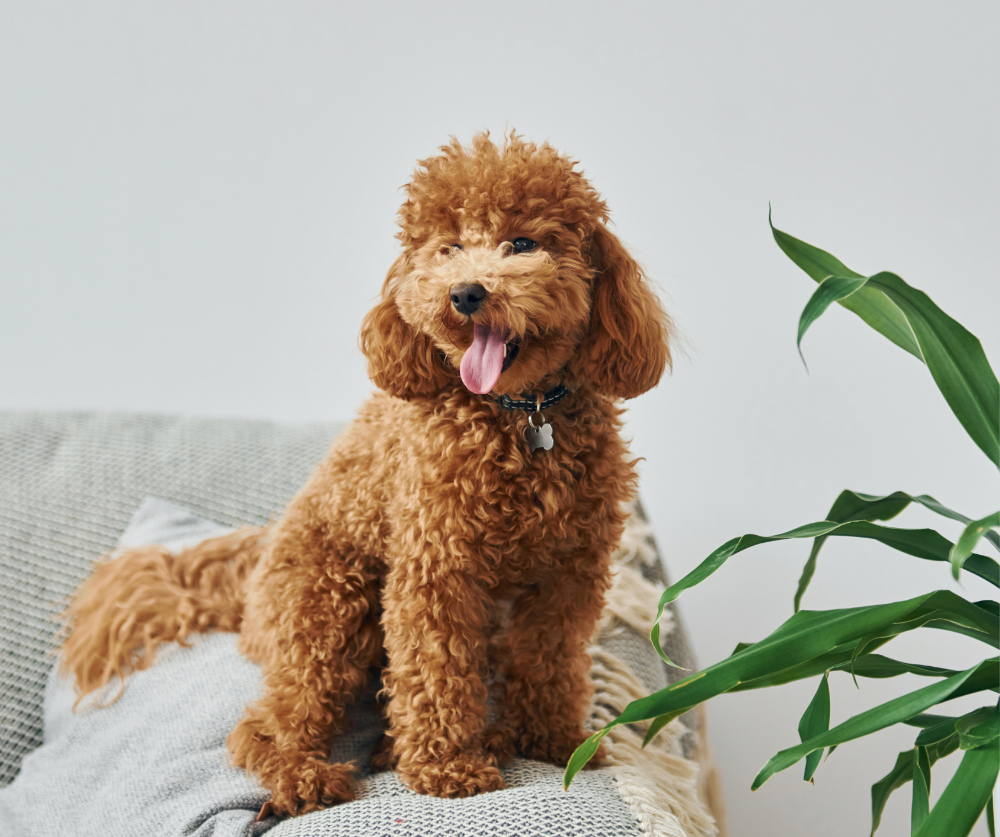 1.ワンちゃんがのんびりできるための最低5時間