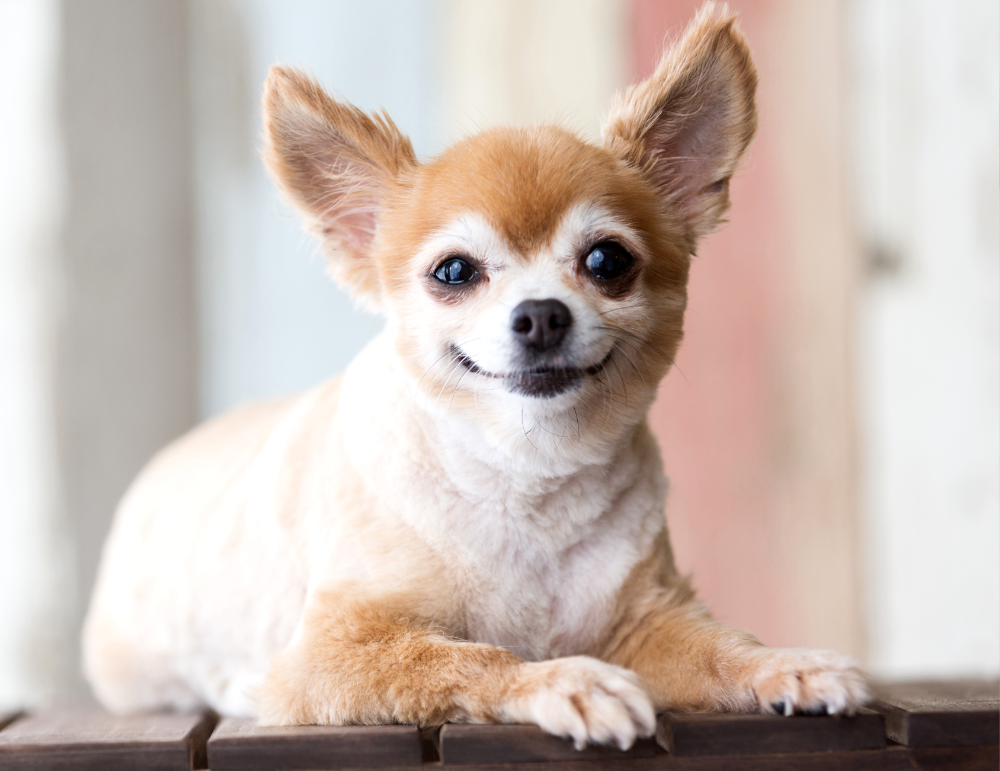 2.年を重ねるごとに、大変になるシニア犬のために