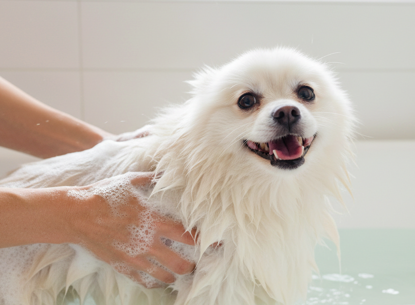 コースのご案内