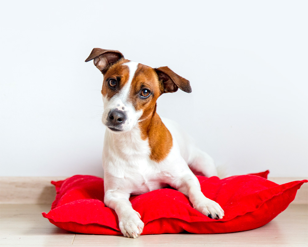 3.ワンちゃんの性格に合わせた「ケージフリー」の過ごし方